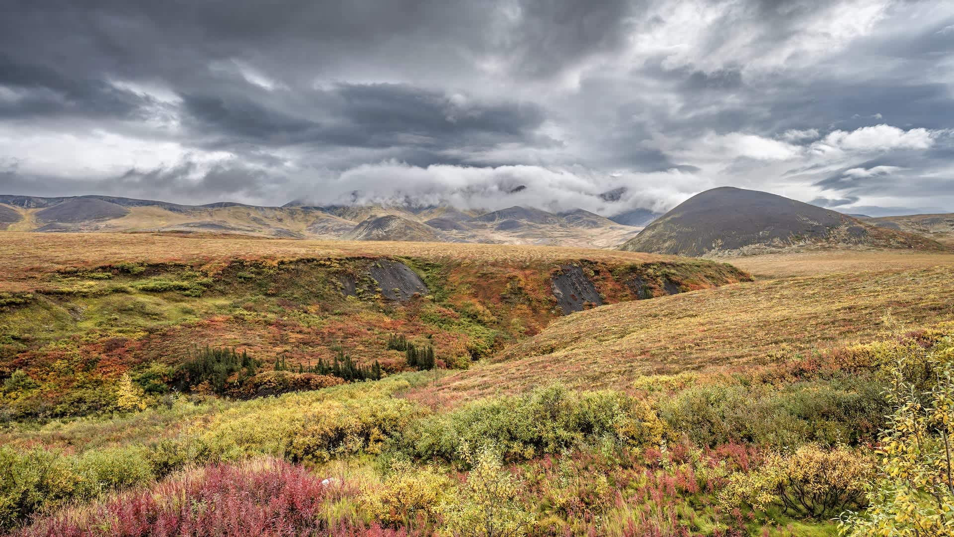 Researchers issue warning after observing unexpected change in wild animal behavior: 'Fragmentation'