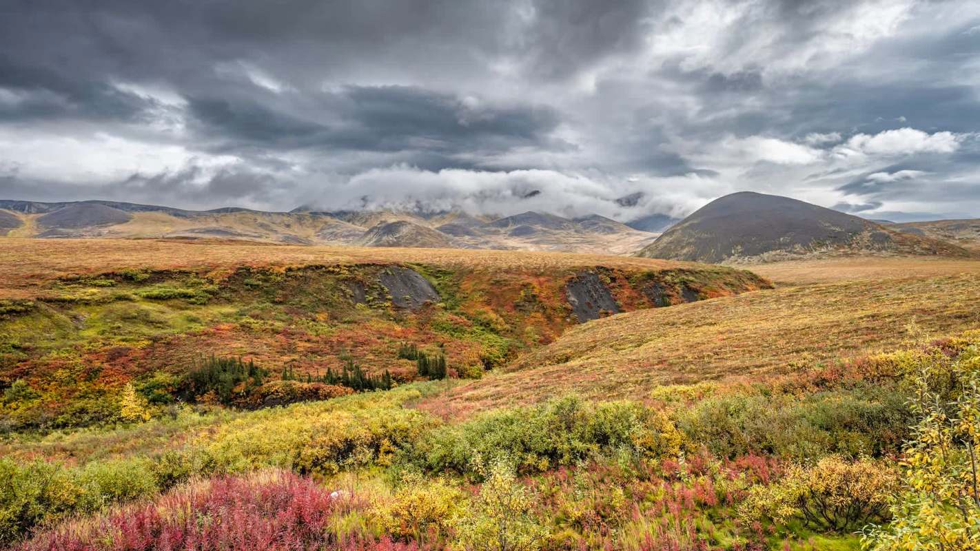 The population of one of Canada's caribou herds has been dropping drastically. New research is shedding light on some possible causes.