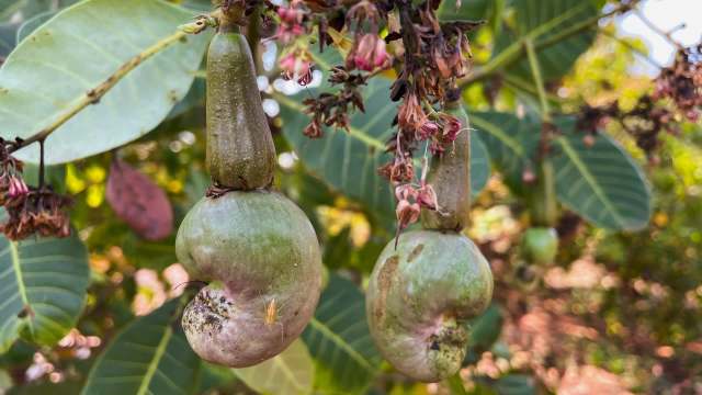 Mangaluru, a town in India, is facing extremely low cashew yields.