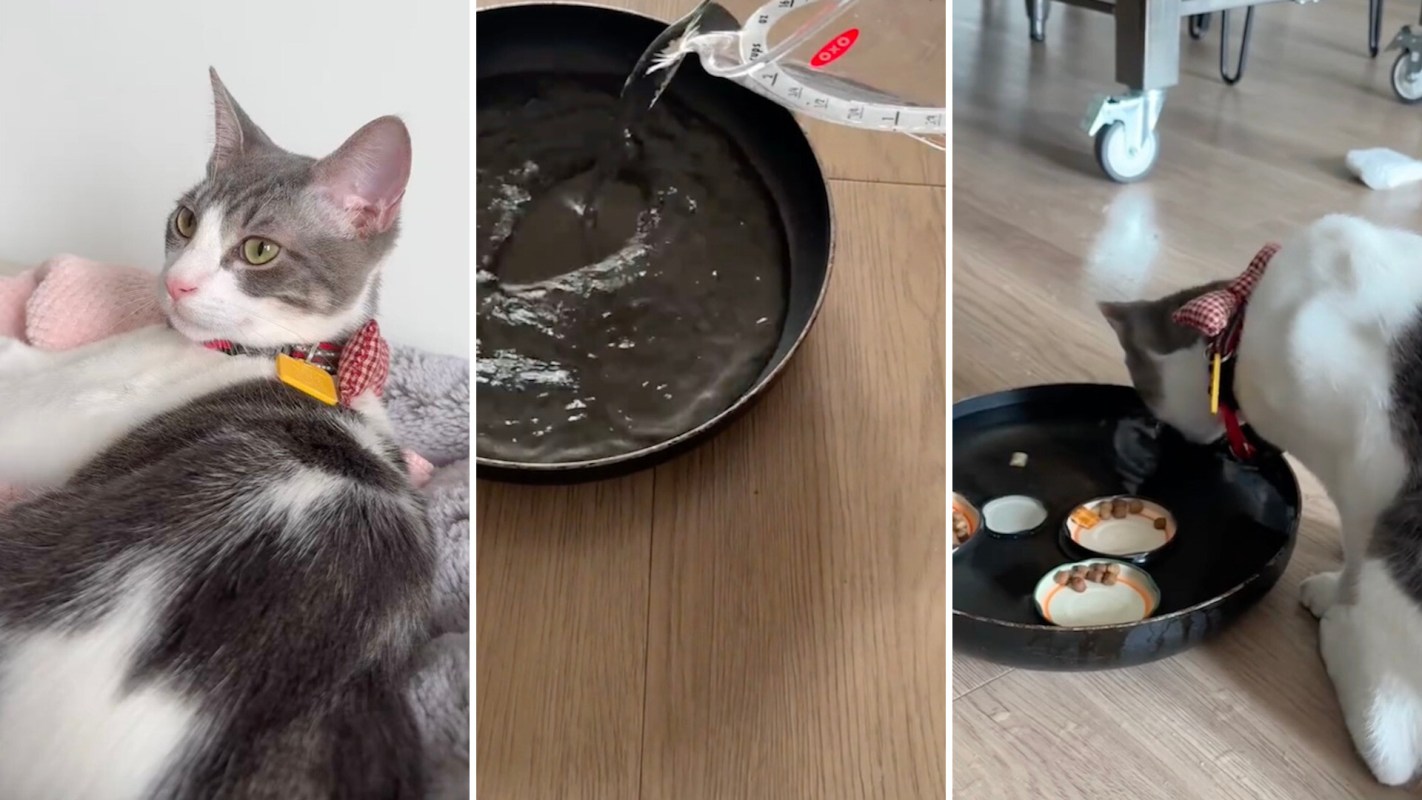 One pet owner shared their trick for creating a cost-free cat enrichment activity using old jar lids and water.