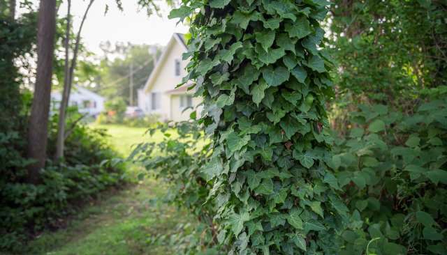 Officials approved a $1.1 million program to remove the invasive cat's claw creeper from Australia's Upper Oxley Creek catchment area.