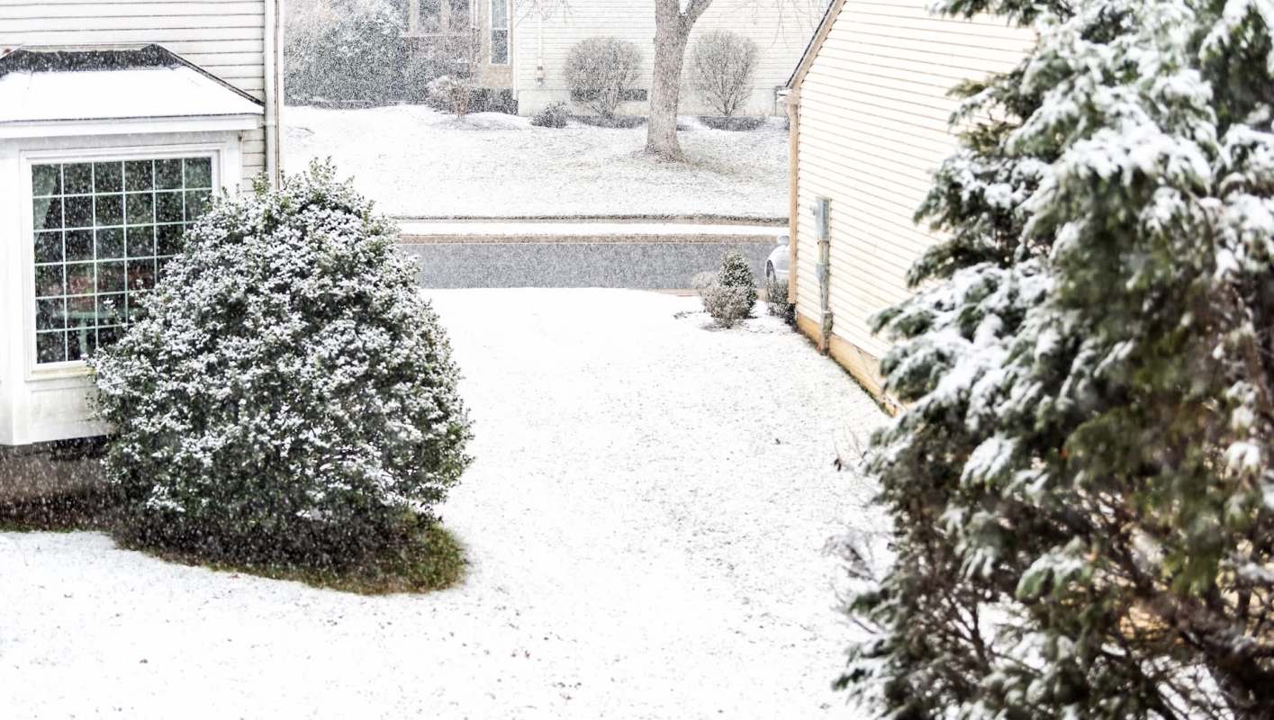 One gardener shared photos of chrysanthemums thriving in the snow, prompting others to rethink resilient gardening.