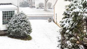 One gardener shared photos of chrysanthemums thriving in the snow, prompting others to rethink resilient gardening.