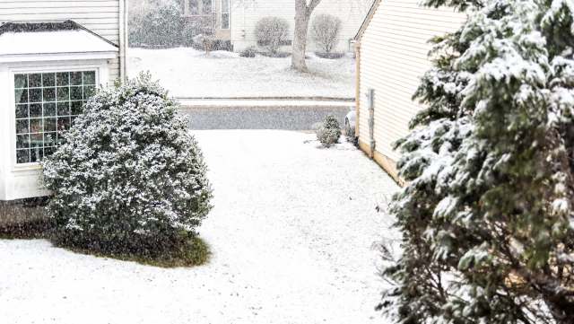 One gardener shared photos of chrysanthemums thriving in the snow, prompting others to rethink resilient gardening.