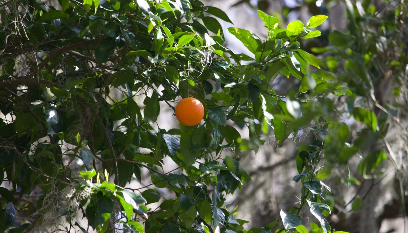 Florida is facing a citrus crisis, primarily caused by the citrus psyllid, an invasive pest that stunts growth and spreads a greening disease called HLB from tree to tree.