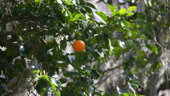 Florida is facing a citrus crisis, primarily caused by the citrus psyllid, an invasive pest that stunts growth and spreads a greening disease called HLB from tree to tree.