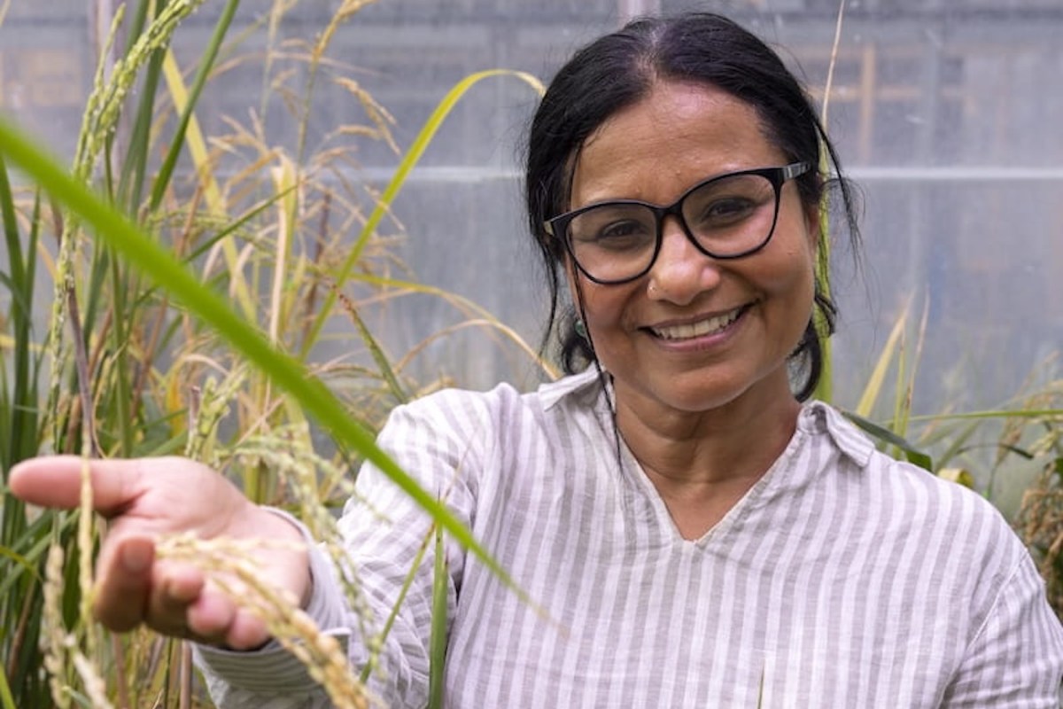 Researchers have discovered a gene regulator in rice that could protect it from increasing temperatures.