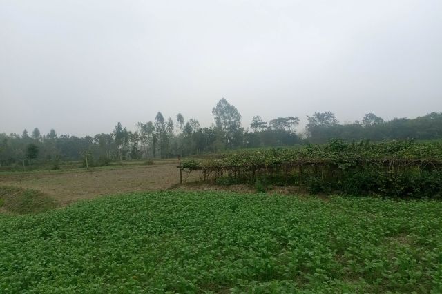 Farmers in Bangladesh have struggled as persistent cold temperatures threatened their crops.