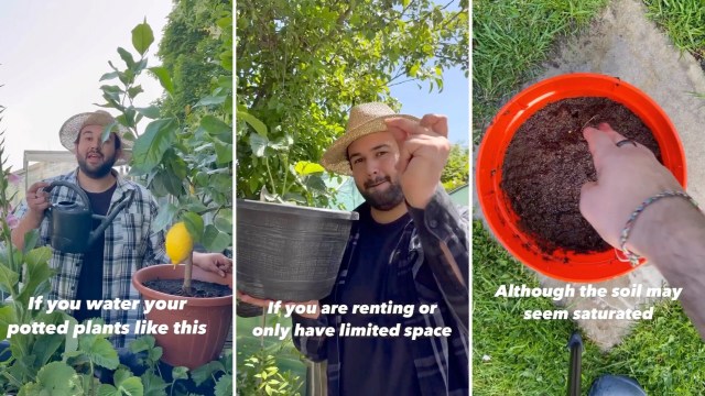 A gardener has an urgent PSA: it's time to rethink the conventional way we water potted plants and employ a better way.