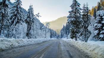 Wildlife experts used a single trail camera image to confirm wild cougar reproduction in Michigan for the first time in over a century.