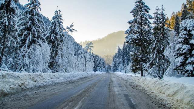 Wildlife experts used a single trail camera image to confirm wild cougar reproduction in Michigan for the first time in over a century.