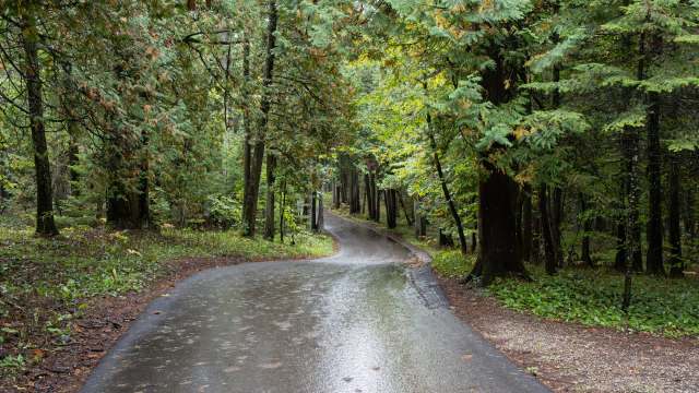 Michigan's Department of Natural Resources said a driver struck a cougar in northern Houghton County.