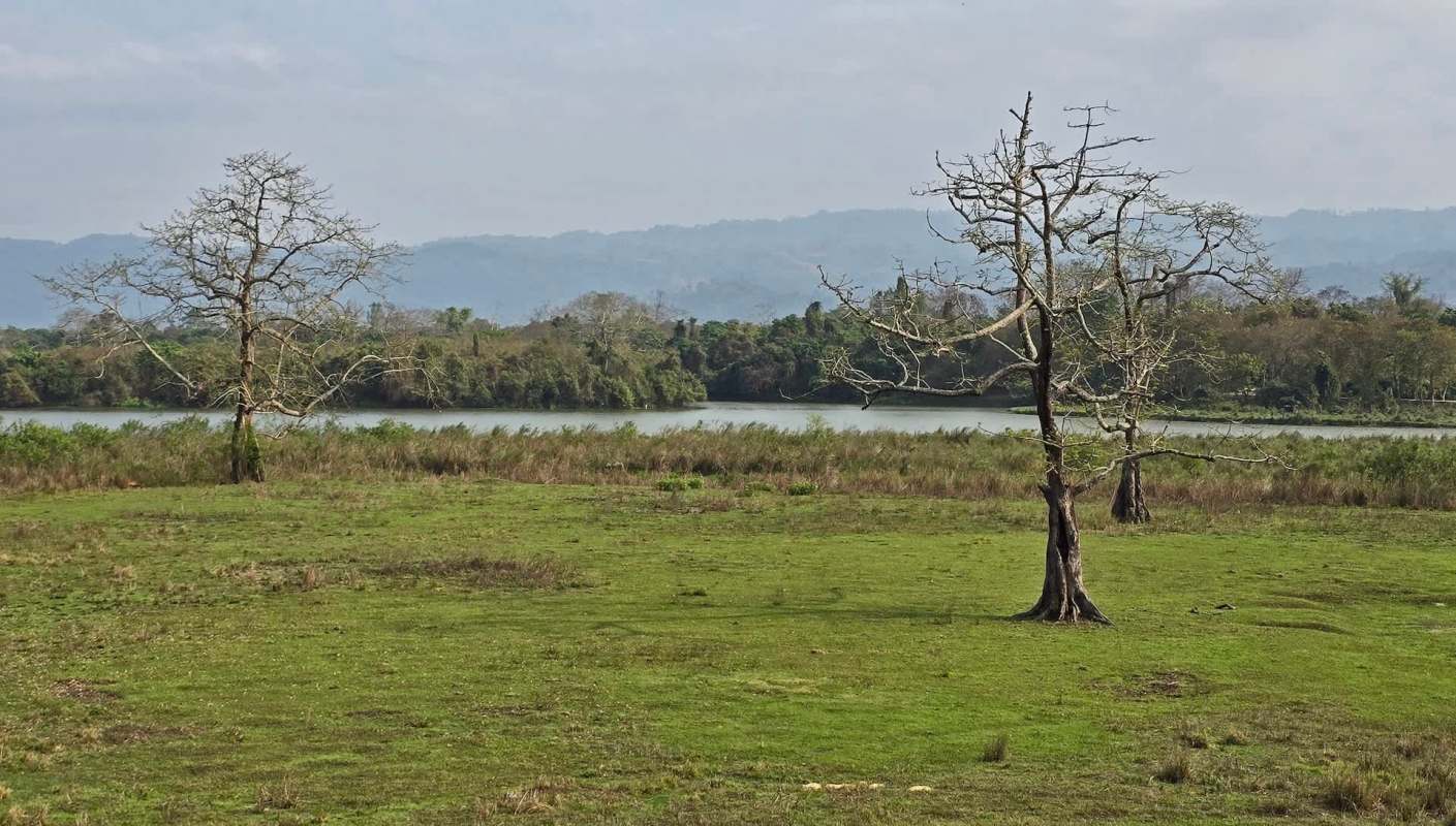 Kaziranga National Park in Assam is now home to 35 critically endangered vultures following a recent government-led conservation and reintroduction effort.