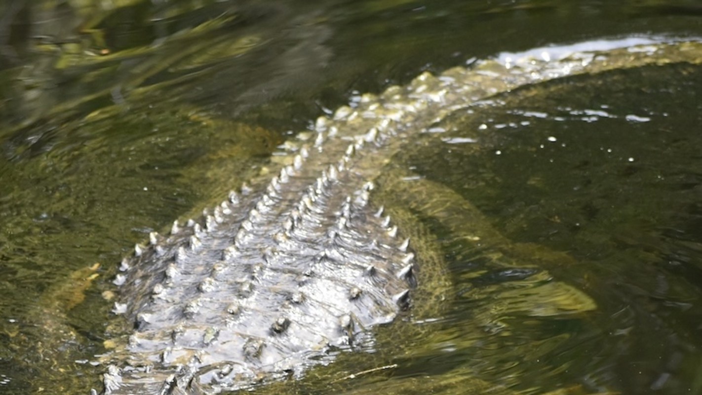 There was an unusual sighting of a 12-foot gharial beneath the Madhusudan Setu bridge in Odisha, India.