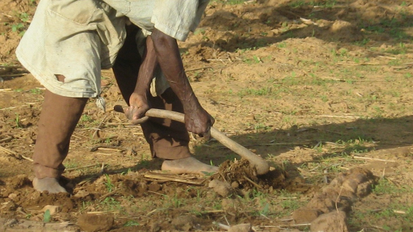 Researchers from the Global Burden of Crop Loss say that significant crop loss in Africa has increased food insecurity on the continent.