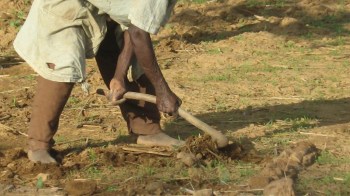 Researchers from the Global Burden of Crop Loss say that significant crop loss in Africa has increased food insecurity on the continent.