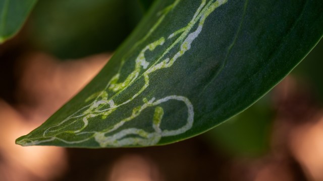 The world is focused on these major grains: wheat, rice, maize, soybean, and it's a very simplified and vulnerable system.