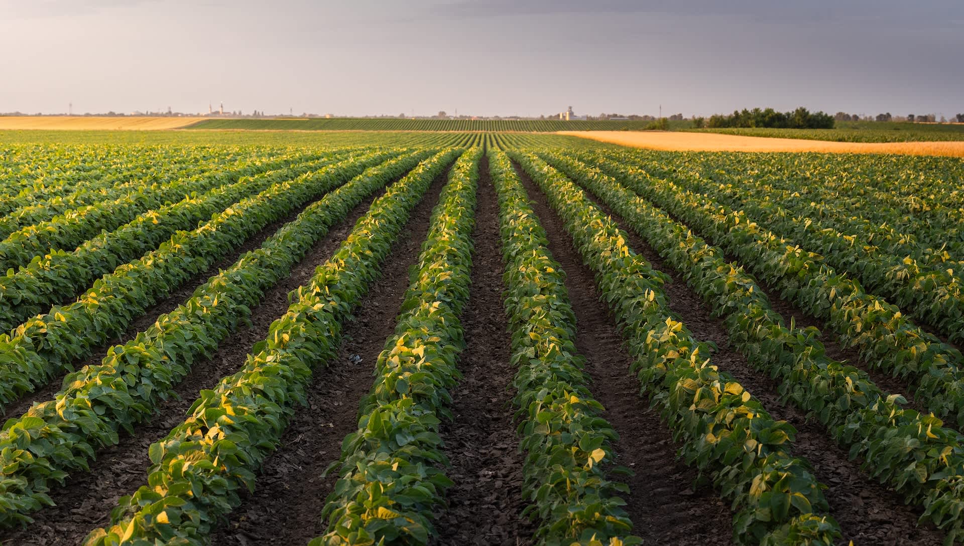 Researchers issue warning after making disturbing discovery about future of agriculture: 'Holds immense importance'