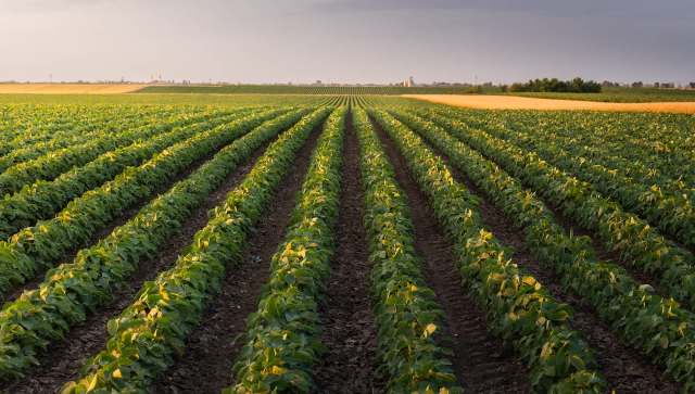 New research shows that rising temperatures have posed significant challenges for crop yields in India.