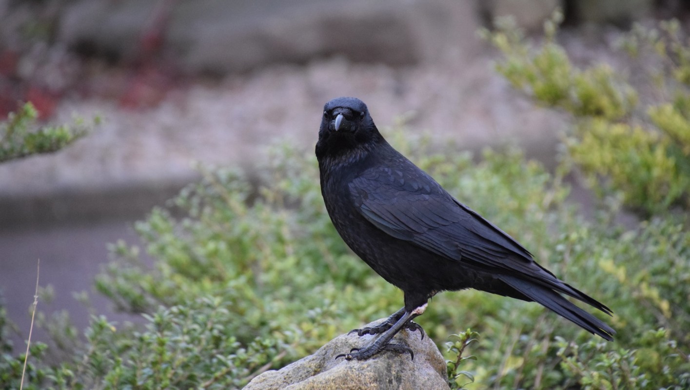 Crows are digging up lawns across Washington and Oregon and have become a common and sometimes frustrating sight.