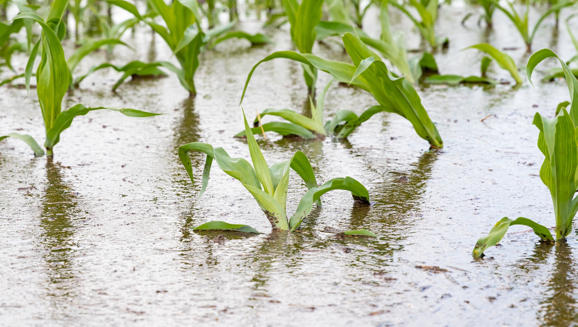 Experts issue warning as cost of staple food item skyrockets: 'This slower flow ... is having a direct effect'