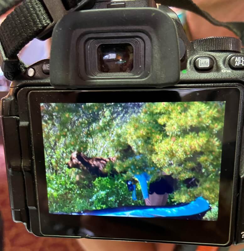 A hiker spotted a bold tourist who got dangerously close to a baby moose, risking their and the animal's safety.