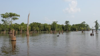 New research reveals that many of the planet's most populated coastal regions, including the Mississippi Delta, are subsiding faster than rising oceans.