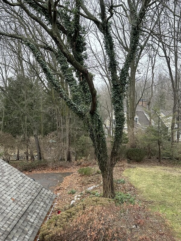 One homeowner's English ivy problem has prompted some grounding home maintenance advice from arborists in r/arborists.