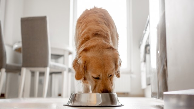 The type of food your dog eats can have an outsized impact on your household's carbon footprint, according to a new study.