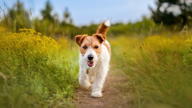 One Reddit user shared their recommendation for the best e-bike to purchase for two adults and their small, senior dog.