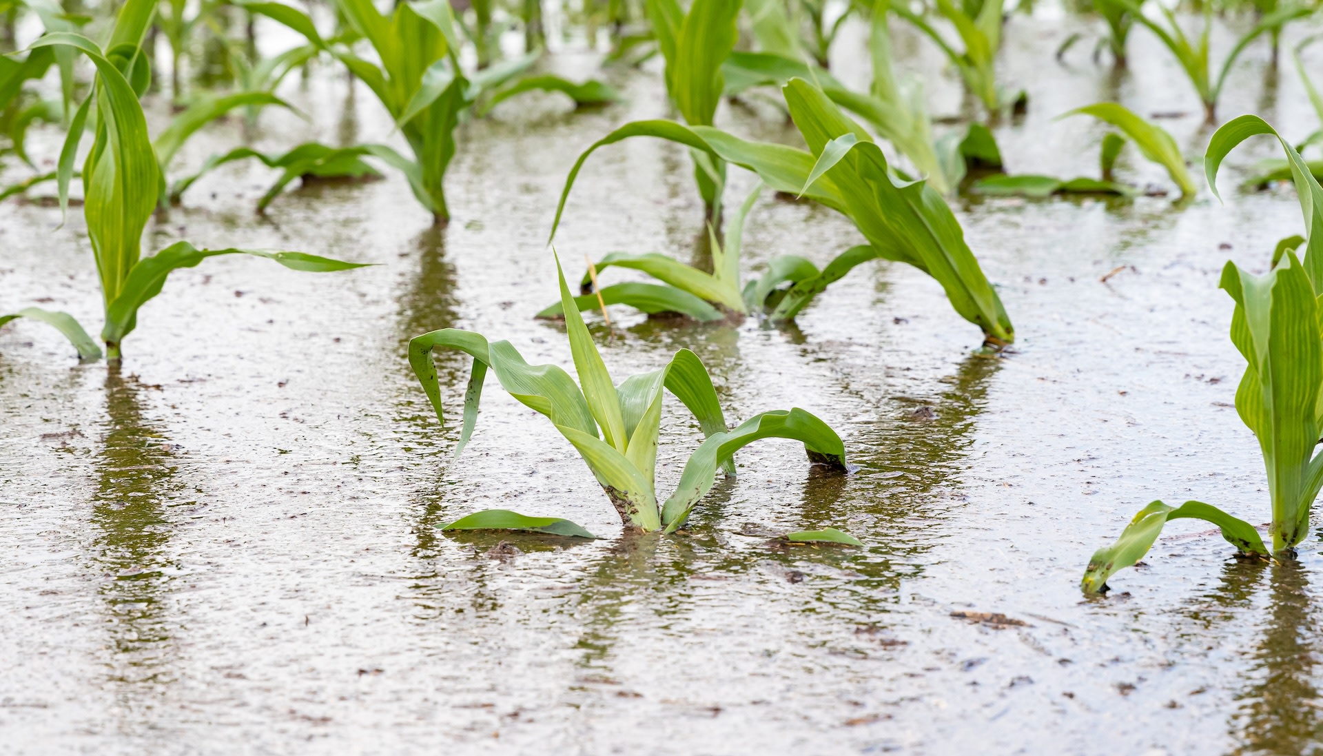 Farmers pressured to make unprecedented decision after key crop devastation: 'Everyone is exhausted'
