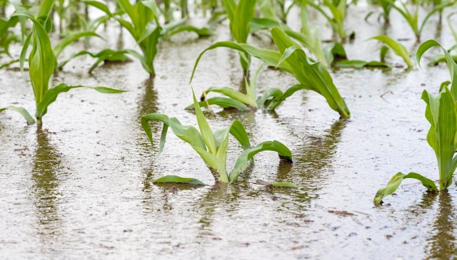 In Vietnam, off-season dragon fruit crops are among the latest victims of swollen rivers and heavy rains.