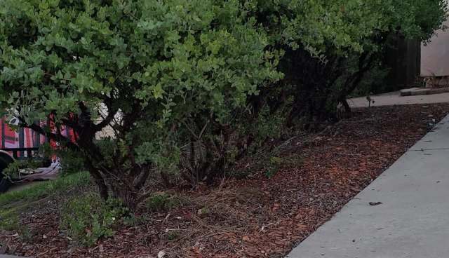 A California-based homeowner recently spotlighted their gorgeous eight-year-old dry creek bed on Reddit.