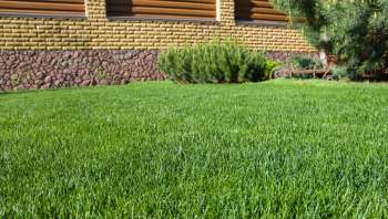 One Redditor was surprised to find eastern hog-nosed snakes living in their yard — and other Redditors were envious.