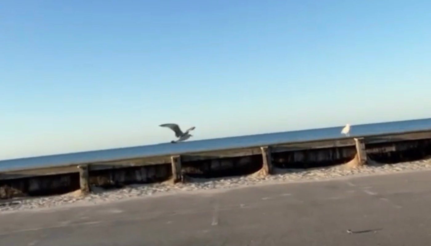 One Redditor shared how they found a Schwinn trailer to attach to their electric bike to take their elderly dog to the beach.