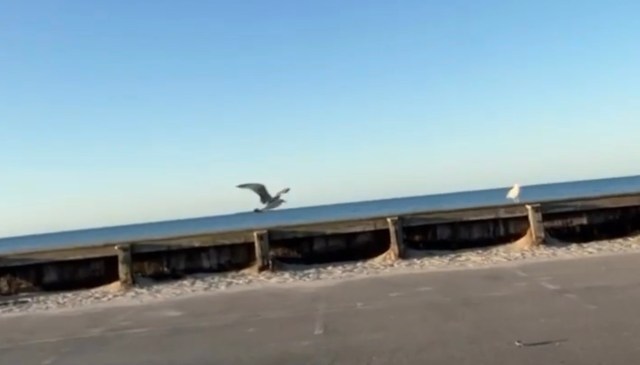 One Redditor shared how they found a Schwinn trailer to attach to their electric bike to take their elderly dog to the beach.