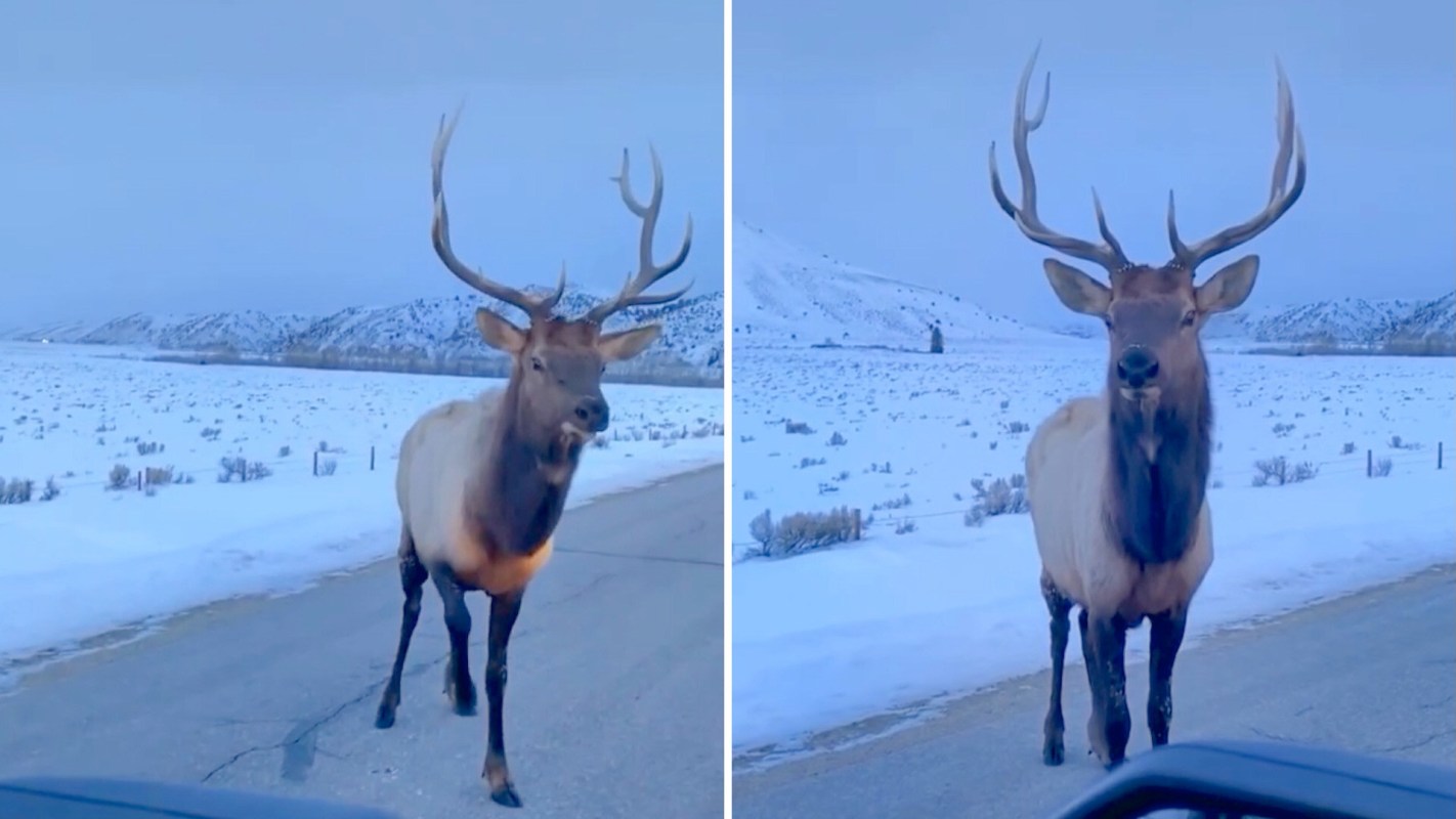 One viral Instagram video showed an elk that wasn't having any of a driver's rude behavior.