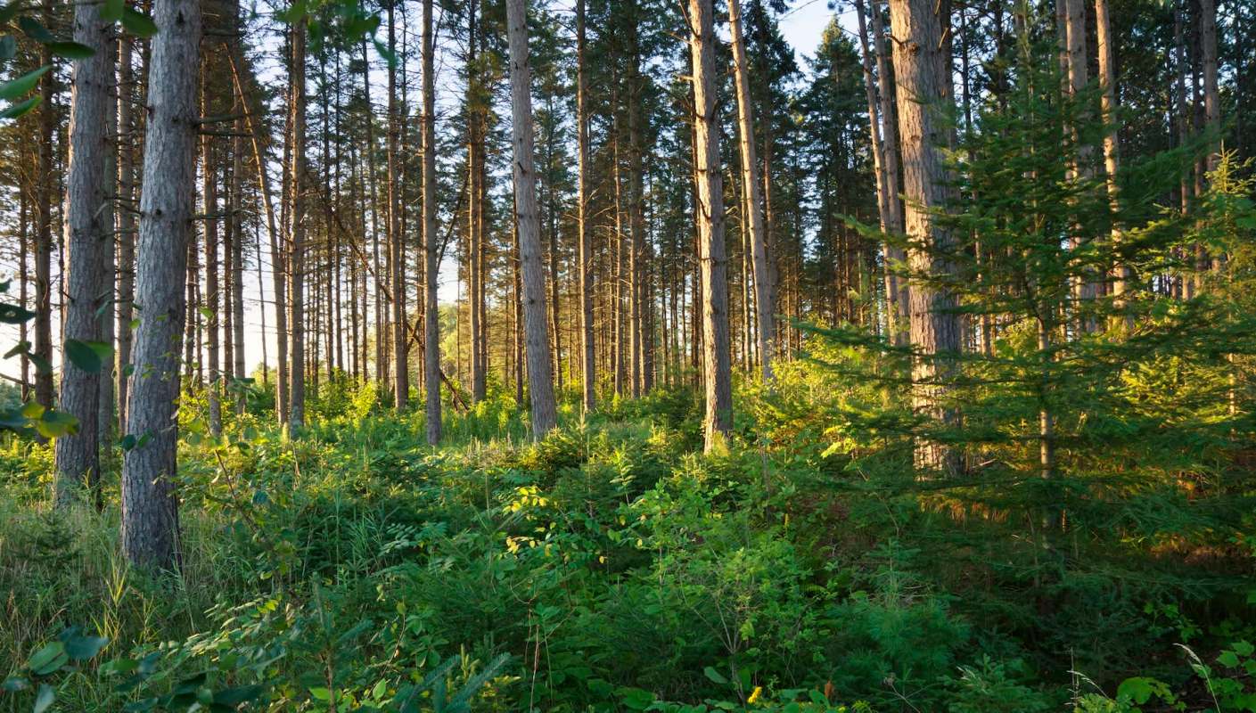 Eradicating the emerald ash borer beetle is critically important for the health of ash trees in Minnesota.