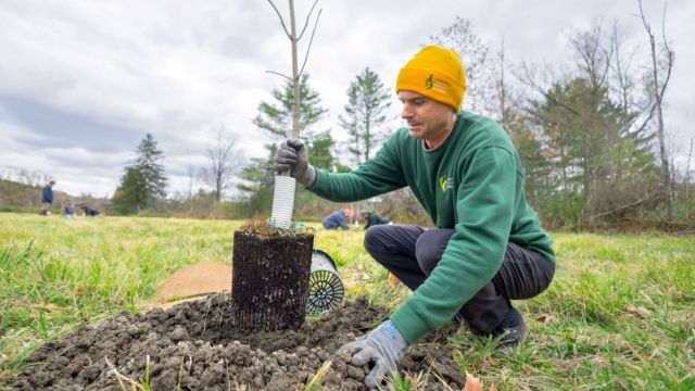 Ash trees across the U.S. are disappearing at a staggering pace, and it's due to the destructive pest, the emerald ash borer.