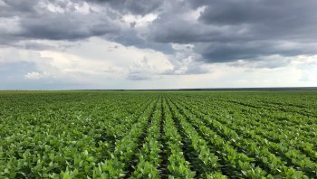 The expansion of soy farming in one region of the Brazilian Amazon has literally suffocated local people and led to forced displacement.