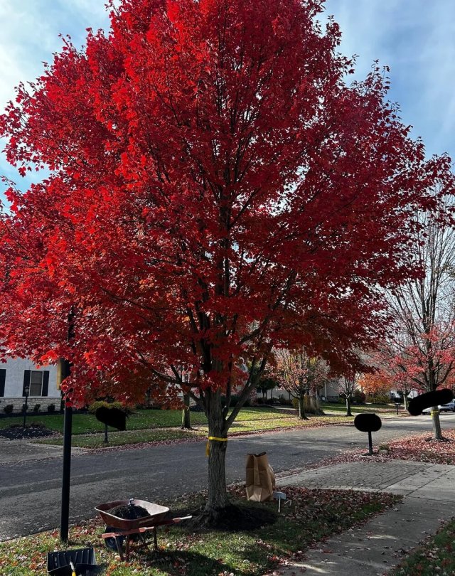 A Reddit user shared pictures of a red maple tree with its roots flaring above ground due to the long-term effects of volcano mulching.