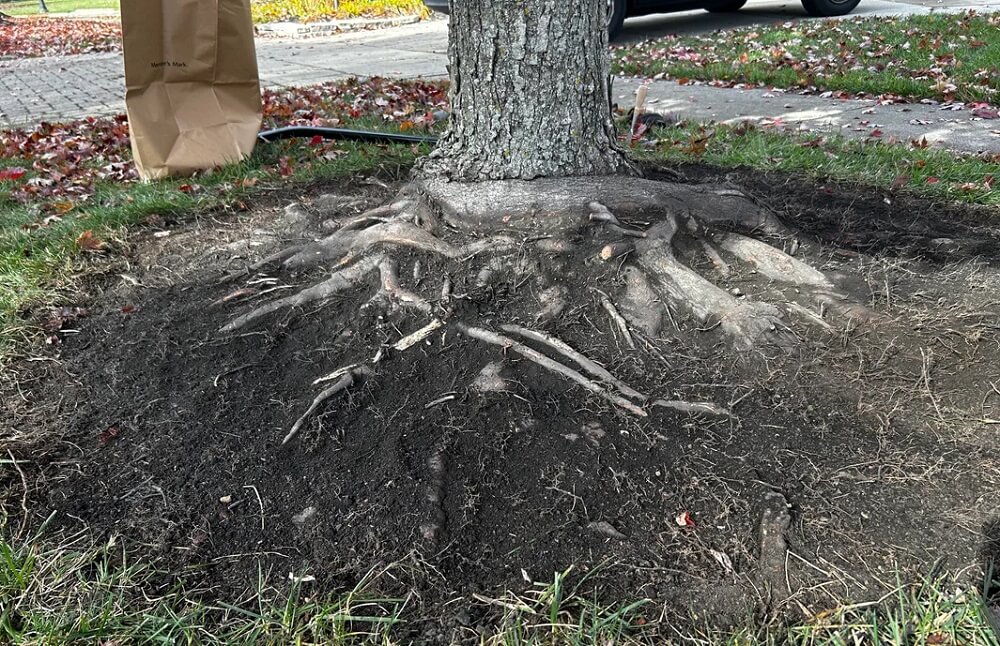 A Reddit user shared photos of a red maple tree with its roots burning above the ground due to the long-term effects of volcanic capping.