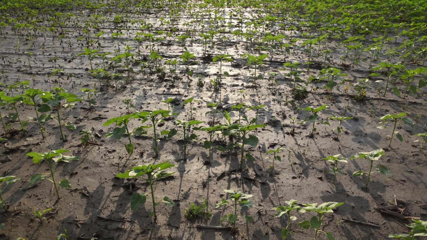 Local leaders in a village in Zimbabwe are sounding the alarm as farmers attempt to recover from extreme flooding.