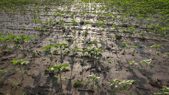 Local leaders in a village in Zimbabwe are sounding the alarm as farmers attempt to recover from extreme flooding.