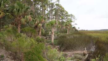 Federal and state officials from Tennessee and Kentucky are using new tactics to help them control a feral hog problem in Land Between the Lakes National Recreation Area.