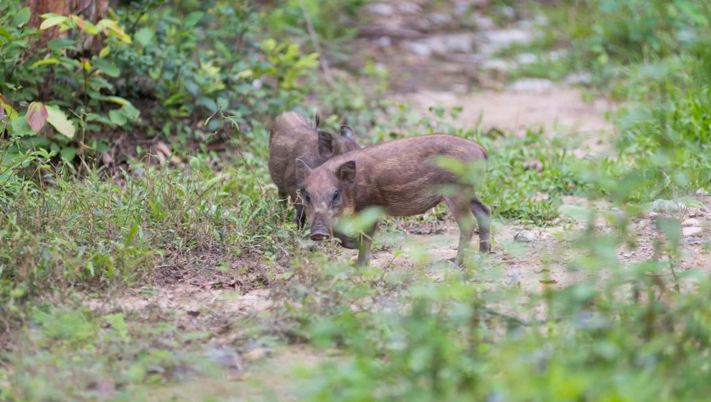 Feral hogs are taking over Arkansas, causing problems for human and wildlife communities alike all across the state.