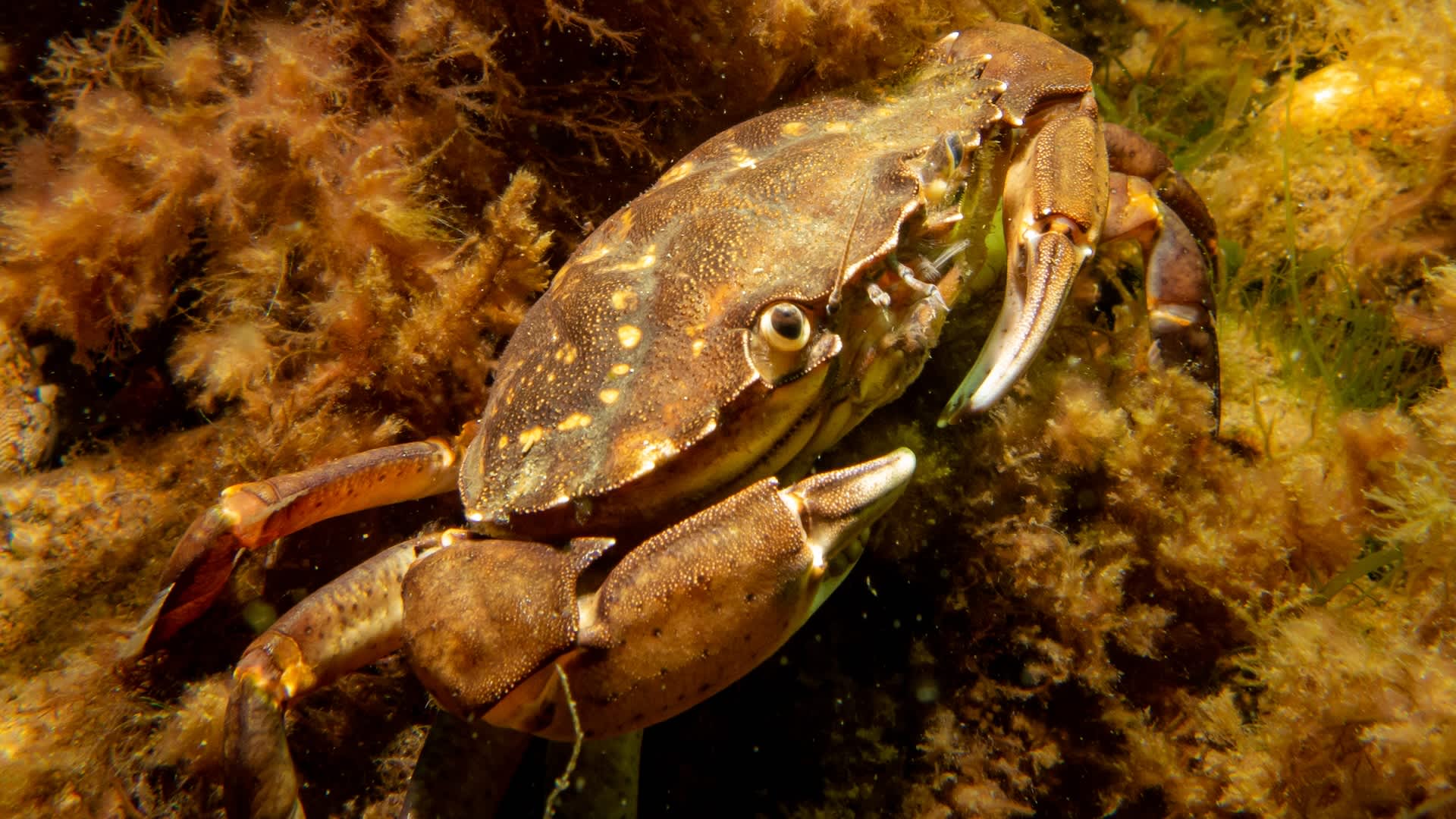 Researchers identify alarming cause of mass sea creature deaths that could worsen: 'A 34% rise in mortality'