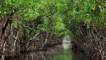In a heavily polluted mangrove forest, a population of fiddler crabs is thriving — and changing the way scientists think about microplastics.