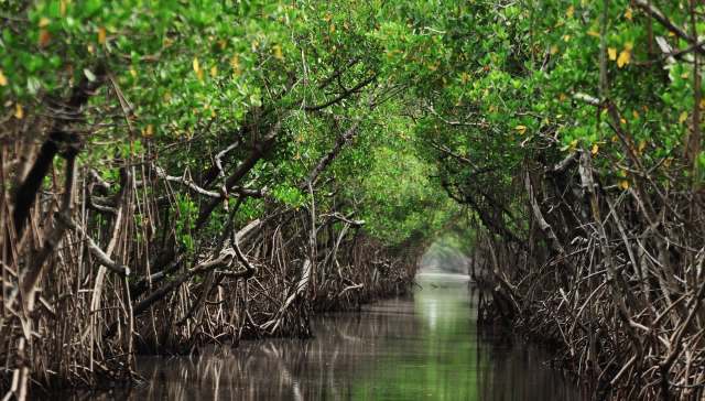 In a heavily polluted mangrove forest, a population of fiddler crabs is thriving — and changing the way scientists think about microplastics.