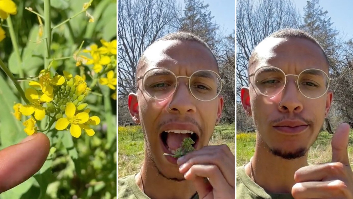 One gardener shared a clever TikTok hack for how to get rid of field mustard — by eating it.